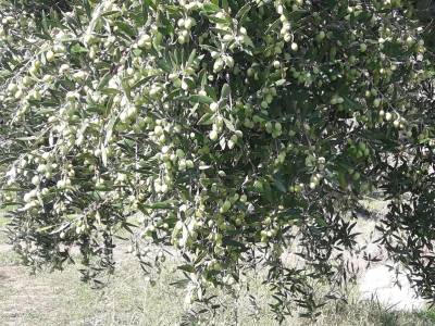 Ενημερωτική εκδήλωση στην Καλαμάτα για την ελαιοκομική περίοδο