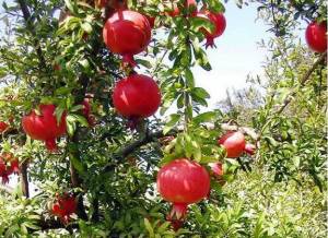 Επένδυση ύψους 1 εκατ. ευρώ προωθεί η ΑΛΦΕΙΟΣ ΡΟΔΙ Α.Ε.