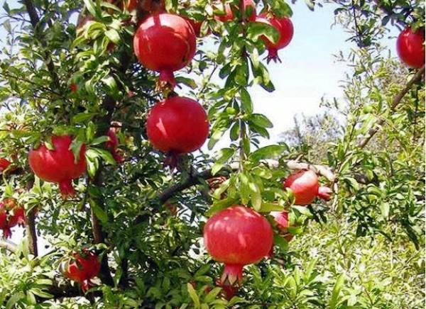 Επένδυση ύψους 1 εκατ. ευρώ προωθεί η ΑΛΦΕΙΟΣ ΡΟΔΙ Α.Ε.