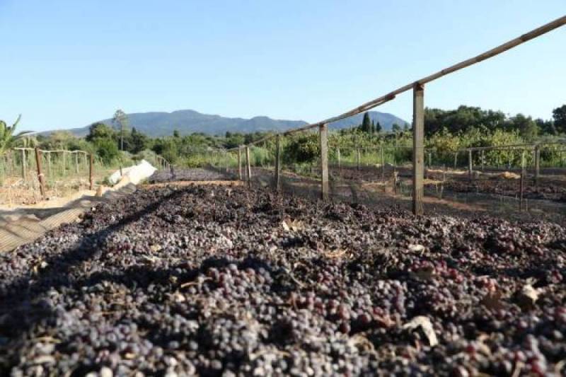 Ενισχύσεις 4,6 εκατ. ευρώ σε 5.909 παραγωγούς κορινθιακής σταφίδας
