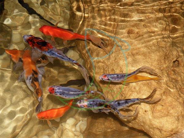 Η Ομάδα Ενυδρειοπονίας του ΤΕΙ Πελοποννήσου στην εκπομπή "ONERT"