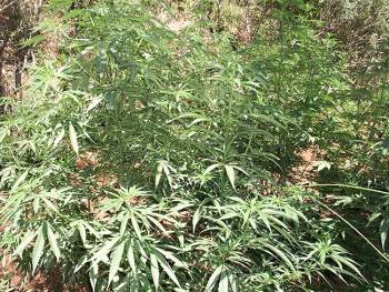 Δύο μεγάλες χασισοφυτείες στην Κορώνη