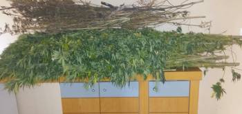 Σύλληψη για 70 χασισόδεντρα στο Ριζοχώρι Τριφυλίας