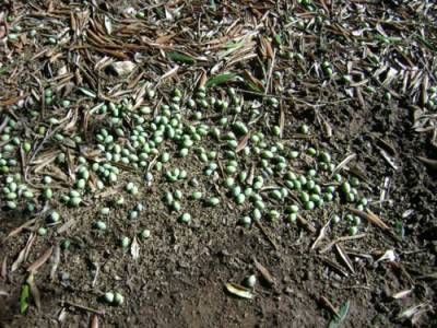 Ζημιές στην Πυλία από το χαλάζι