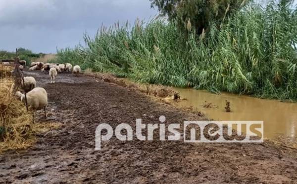 Κακοκαιρία «Αθηνά»: Προβλήματα στην Ηλεία - Πνίγηκαν ζώα