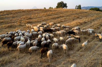 Συνεχίζονται οι έλεγχοι για την πανώλη των αιγοπροβάτων