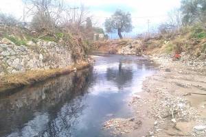 Σύμφωνα με έρευνα: Ευεργετικός ο κατσίγαρος για ζώα και ανθρώπους