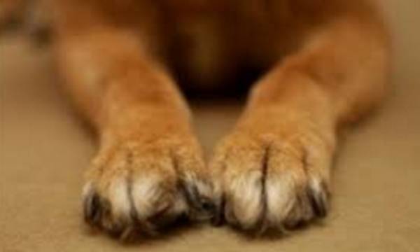 Ρίχνουν ξανά φόλες στην Κυπαρισσία