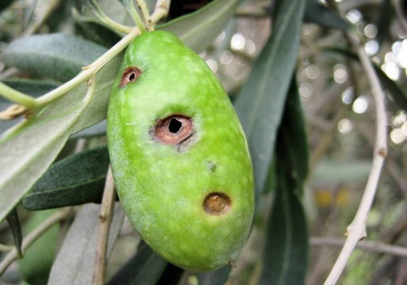 Μεσσηνία: Ενημέρωση για δακοκτονία και γλοιοσπόριο στη Χώρα