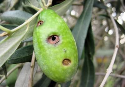 Μεσσηνία: Ενημέρωση για δακοκτονία και γλοιοσπόριο στη Χώρα