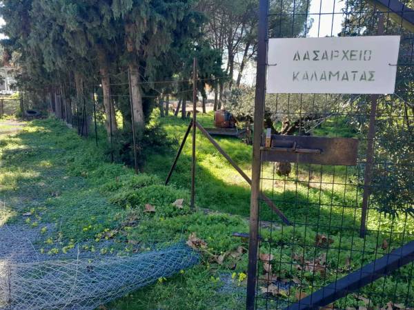 Κωμικοτραγικές καταστάσεις για την κατασκευή Πάρκου Ελιάς: Δασαρχείο κατά εργολάβου του Δήμου Καλαμάτας!