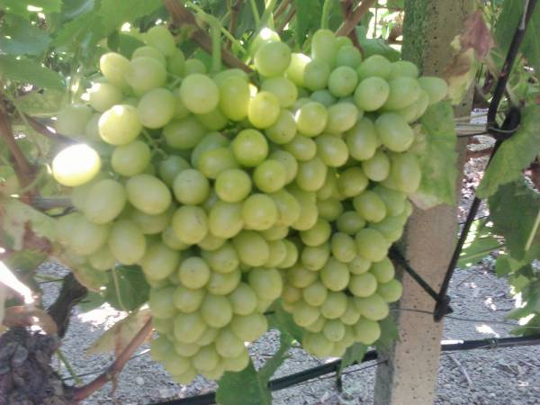 Εκλεψε σταφύλια από κτήμα και συνελήφθη