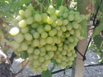 Εκλεψε σταφύλια από κτήμα και συνελήφθη