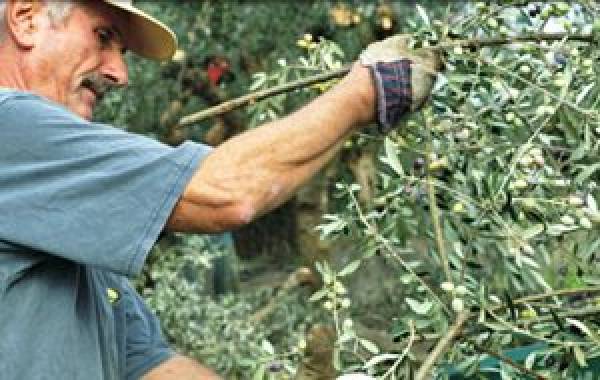 Ο "Αριστομένης" στα ράφια της Βρετανίας - Ελαιόλαδο από το κτήμα Δημητρόπουλου στη Μεσσήνη