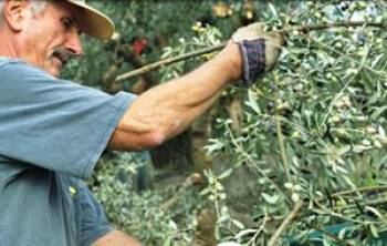 Ο "Αριστομένης" στα ράφια της Βρετανίας - Ελαιόλαδο από το κτήμα Δημητρόπουλου στη Μεσσήνη