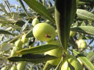 Ετοιμη δηλώνει η Περιφέρεια Πελοποννήσου για τη δακοκτονία