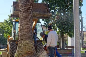 Το κόκκινο σκαθάρι τρώει φοίνικες στους Γαργαλιάνους