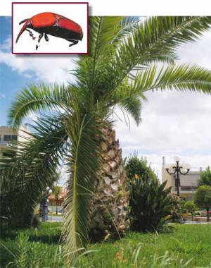 Το κόκκινο σκαθάρι τρώει τους φοίνικες στη Μεσσηνία
