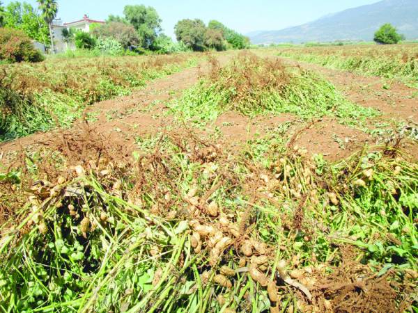 Βγαίνουν τα πρώτα φιστίκια στο Μπουρνιά