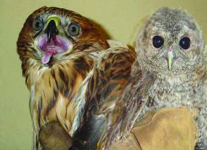 Ανοίγουν τα φτερά τους άγρια πουλιά