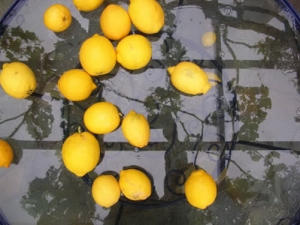 Αγνωστοι πετούσαν λεμόνια σε διερχόμενα αυτοκίνητα στην οδό Λακωνικής