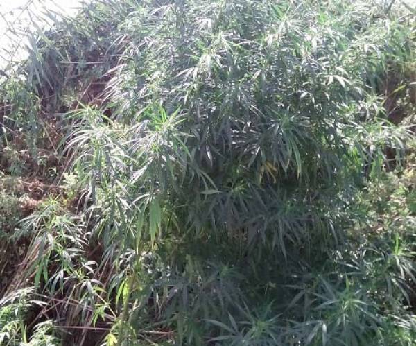 &quot;Ορφανή&quot; χασισοφυτεία εντοπίστηκε στη Σκάλα Λακωνίας