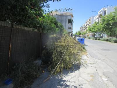 Κλαριά στην Ακρίτα