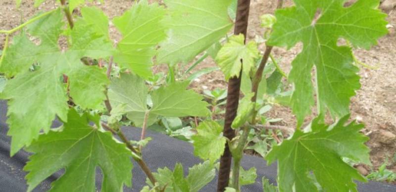 Αιτήσεις για φυτεύσεις αμπέλου στην Τριφυλία