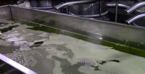 Δεν βλέπουν "ζεστό" χρήμα οι ελαιοπαραγωγοί (βίντεο και φωτογραφίες)