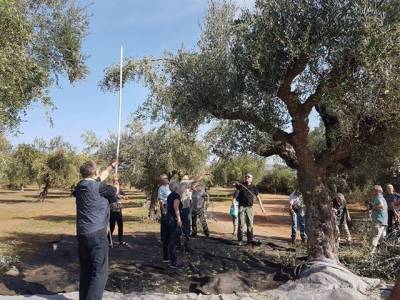 Δανοί τουρίστες μάζεψαν ελιές στη Μεσσηνία για 15η συνεχόμενη χρονιά (φωτογραφίες)