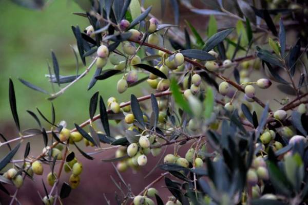 Μεσσηνία: Πάνω από 4 ευρώ το καλό λάδι
