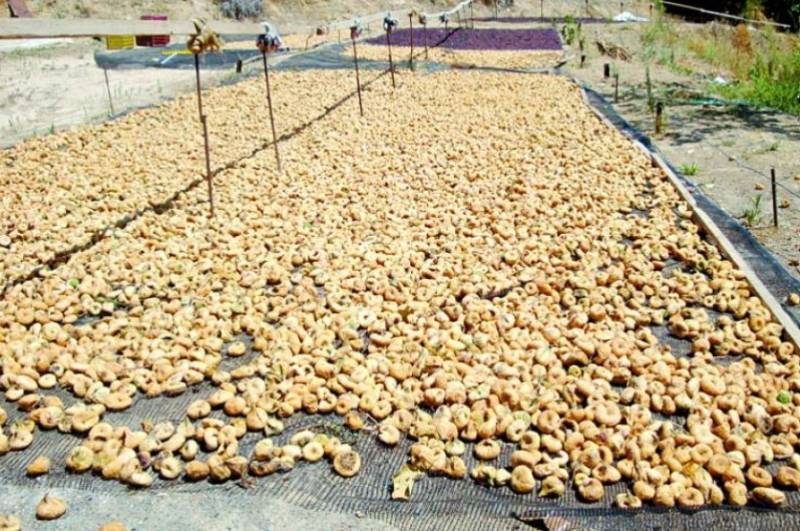 Μεγάλη η μείωση της παραγωγής ξηρών σύκων