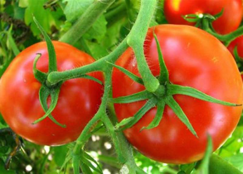 Συναγερμός στην Κορινθία λόγω επικίνδυνου ιού σε τομάτες και πιπεριές