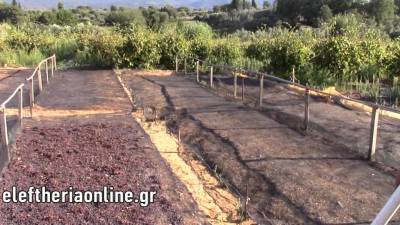 Σύσκεψη για τη σταφίδα στο Χανδρινού