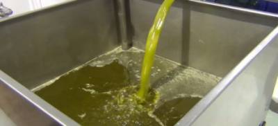 Μικρότερη η ποσότητα ελαιόλαδου στην Τριφυλία