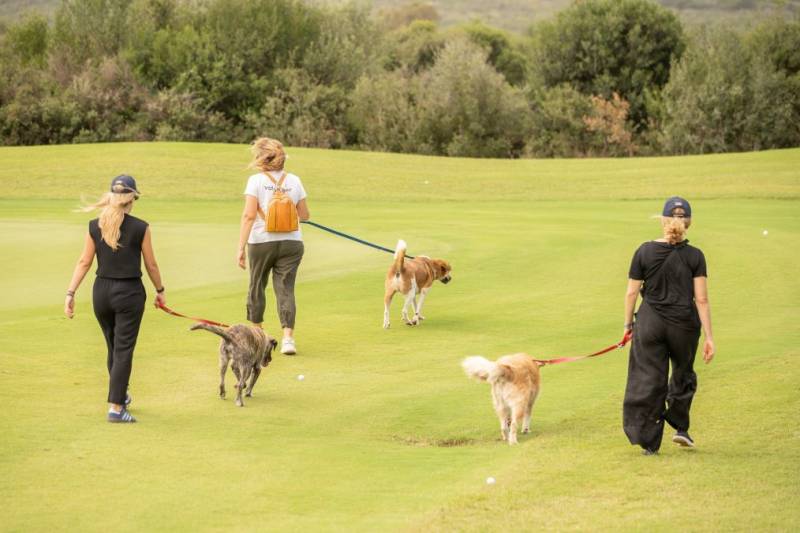 Νέα πρωτοβουλία της Costa Navarino για τα αδέσποτα