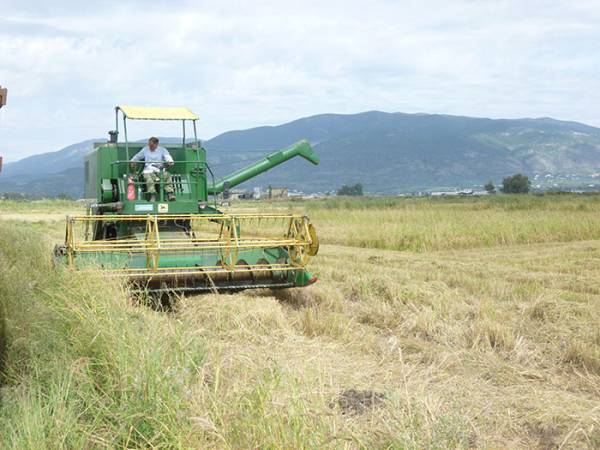Μόνο δύο παραγωγοί ρυζιού στη Μεσσηνία