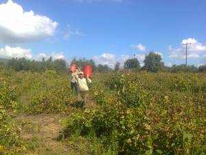 Σύμφωνα με τους οινοποιούς: Δύσκολη χρονιά για την αμπελουργία