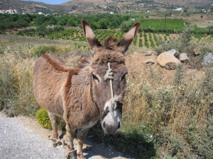 Ο γάιδαρος πετάει εκτός σχεδίου πόλης