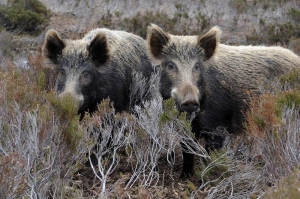 Επιδρομές αγριογούρουνων σε καλλιέργειες στα Μηνάγια