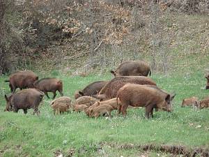 Προτάσεις για τη μείωση των αγριογούρουνων από την Κυνηγετική Ομοσπονδία Πελοποννήσου