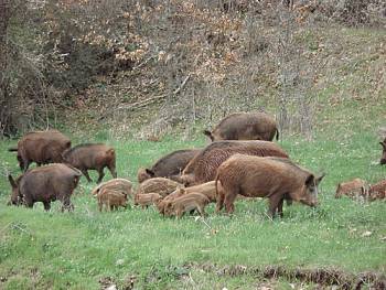 Προτάσεις για τη μείωση των αγριογούρουνων από την Κυνηγετική Ομοσπονδία Πελοποννήσου