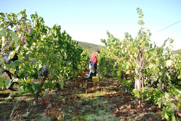 Πρόγραμμα αναδιάρθρωσης και μετατροπής αμπελώνων