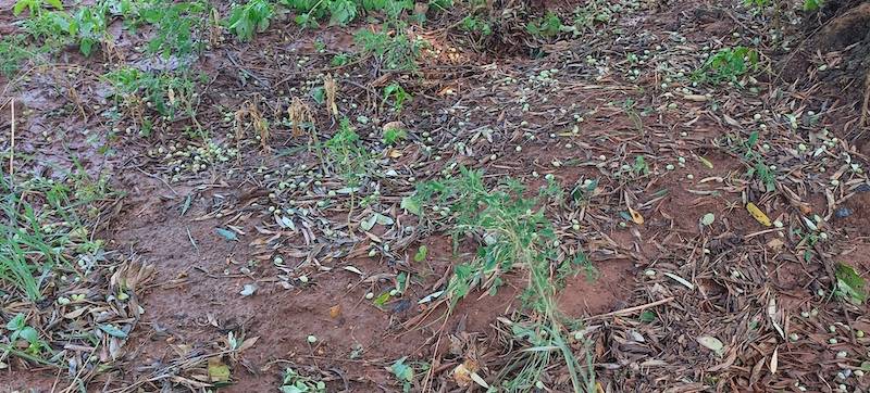 Τριφυλία: Ο Λαμπρόπουλος για τις ζημιές από χαλάζι