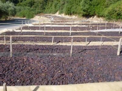 Η σχέση της σταφίδας με τον καταναλωτή