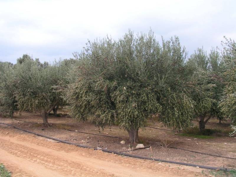 Συζητούν έξτρα επιδότηση για ελαιοκαλλιέργεια
