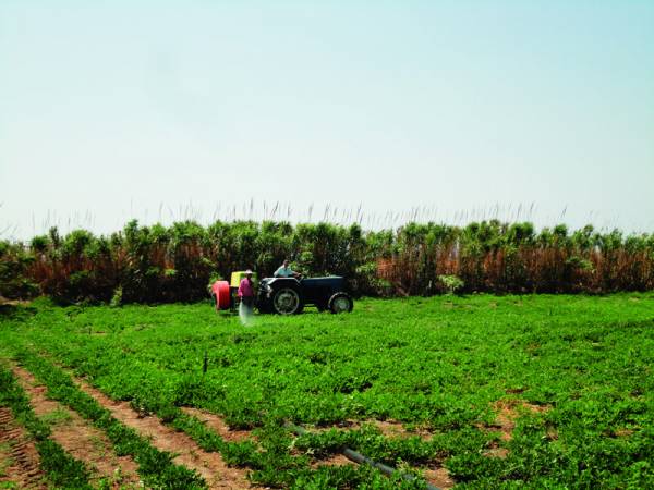 Ο υψηλός ΦΠΑ πλήττει την καλλιέργεια του φιστικιού