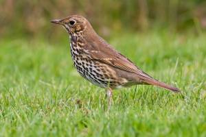 Επιανε τσίχλες με αγκίστρια