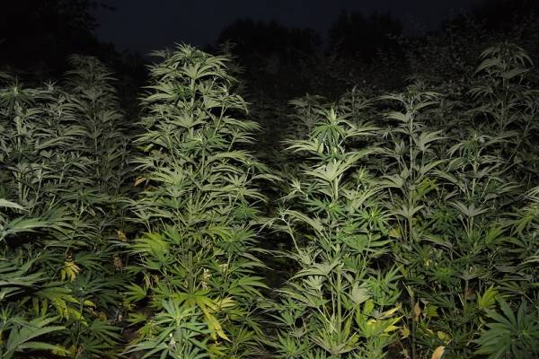 Ελικόπτερο εντόπισε 308 "ορφανά" χασισόδενδρα σε χωριό της Μεσσηνίας (φωτογραφίες)