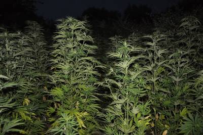 Ελικόπτερο εντόπισε 308 "ορφανά" χασισόδενδρα σε χωριό της Μεσσηνίας (φωτογραφίες)